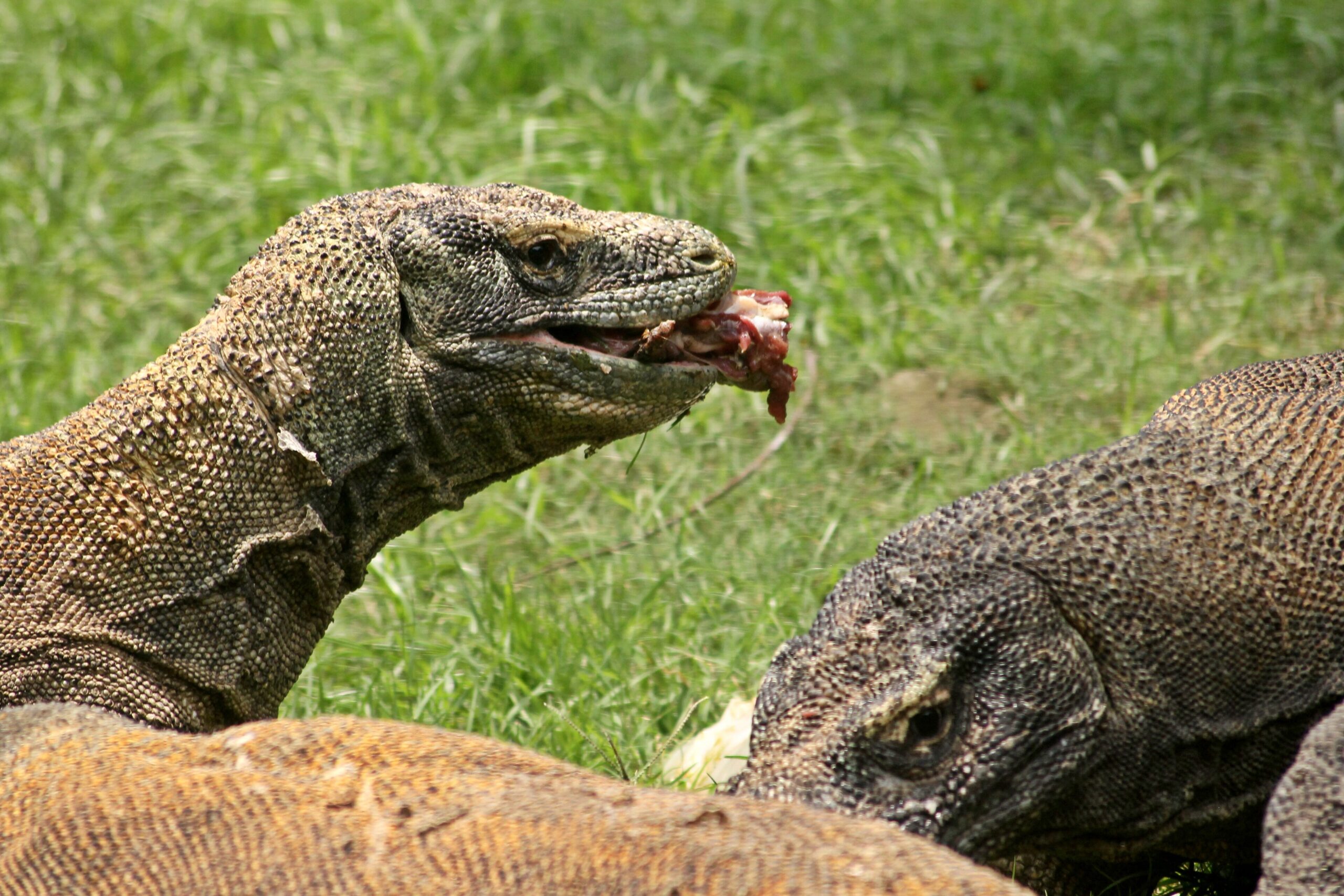 史上初！スラバヤ動物園から繁殖のためコモドドラゴンが来日